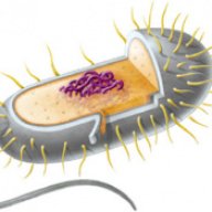 Doc Eukaryote