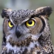 OwlCharles